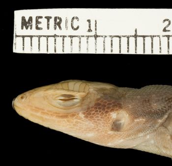 Media type: image;   Herpetology R-10931 Aspect: head lateral